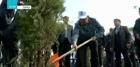 Көне тараздың көшелері жасыл желекпен көркейді