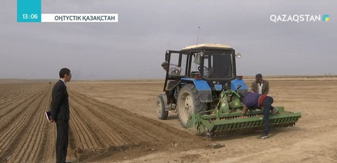 Шардарада пияз егу басталды