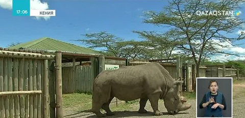 Кенияда сирек жануардың соңғы аталығы өлді