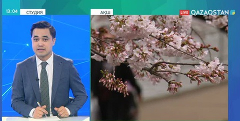 Вашингтонда шие ағаштары гүлдей бастады