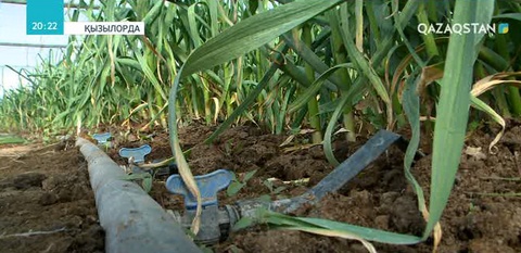 Шиелі ауданындағы құс фермасында күніне 20 мың дана жұмыртқа шығарылады