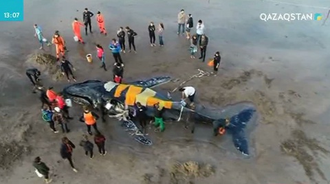 Аргентинада китті суға жіберу әрекеті жалғасып жатыр