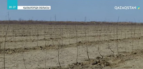 Қызылордалық кәсіпкер туған ауылына 13 мың алма көшетін екті