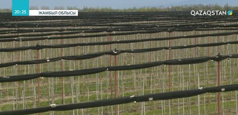 Жамбыл облысында интенсивті алма бақтарының көлемі ұлғаюда