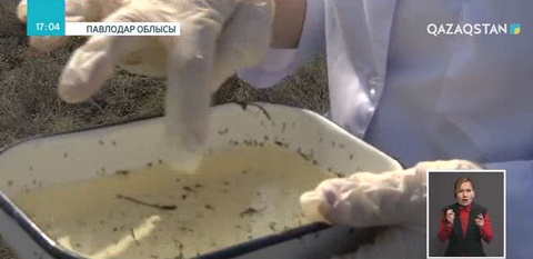 Павлодар облысында зиянкестерді құртуға 580 млн теңге жұмсалмақ