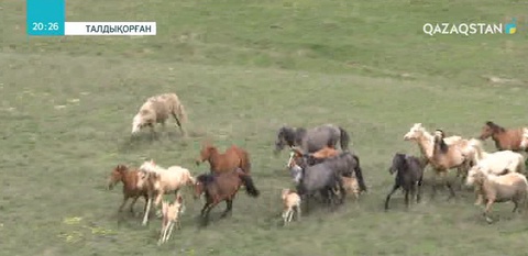 Ұлттық құндылықтарымызды ұлықтаған талдықорғандық қос Александр