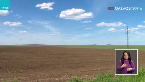 Шығыс Қазақстанда 1700 гектар жерге егілген күздік бидай үсіп кетті