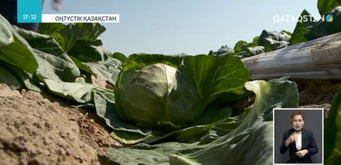 Оңтүстікқазақстандық шаруалар шығынға батты