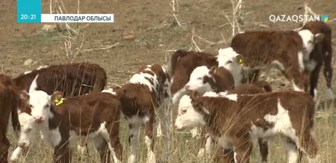 Павлодарлық фермерлер етті мал шаруашылығын дамытпақ