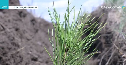 Павлодарда 11 млн. 500 мың қарағай көшеті отырғызылды