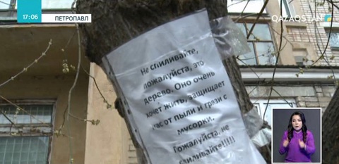 Петропавлда ескі ағаштарды түбімен қопарып жатқандар көпшіліктің ашу-ызасын тудырды