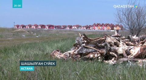 Қала сыртындағы тұрғын үйлердің жанынан шашылып жатқан малдың сүйектері табылды