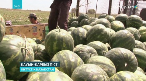 ОҚО-да қауын-қарбыз пісті