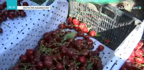 Астананың 20 жылдық мерекесіне оңтүстікқазақстандық диқандар 20 тонна тәтті шие тарту етпек