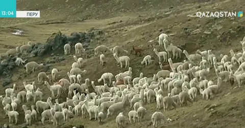 Перуде күн суытып, мыңдаған мал қырылды