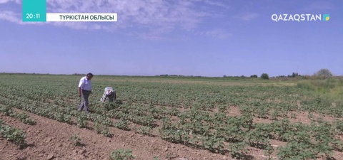 Мақтааралдық шаруалар Үкіметтен берілген минералды тыңайтқышты уақтылы ала алмай отыр