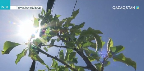 Түркістан облысында 45 гектар жерге алма бауы егілді