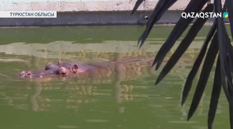 Астана зообағына 20 жануар тарту етіледі