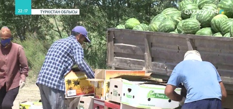 Түркістан облысының диқандары 70 мың тонна қарбыз экспорттады