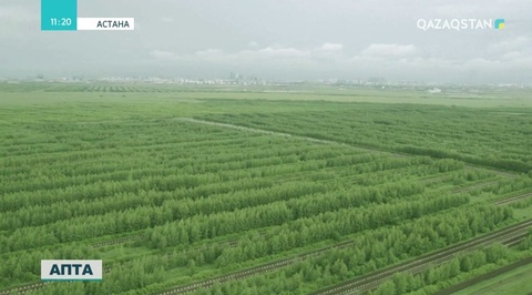 Осы аптада Н.Назарбаев Астанадағы жасыл белдеуді дамыту барысымен танысты