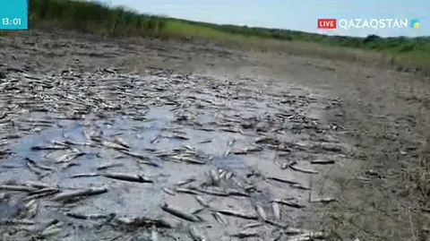 Талас өзенінде балық қырылуда