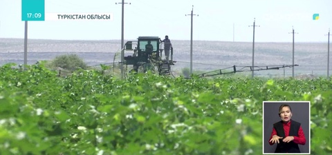 Түркістан облысында мақта жаңа тәсілмен егіліп жатыр