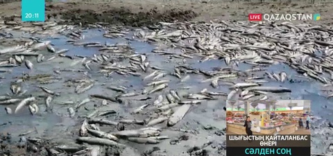 Еліміздің әр өңірінде балық жаппай қырылып жатыр