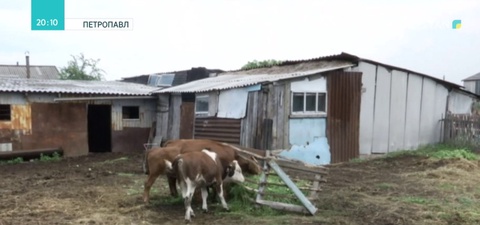 СҚО-дағы Архангелка ауылына бруцеллезге байланысты карантин енгізілуі мүмкін