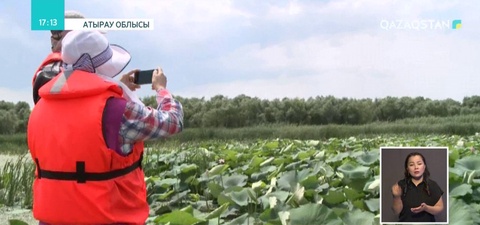 Қиғаш өзенінде лотос гүлдеп тұр