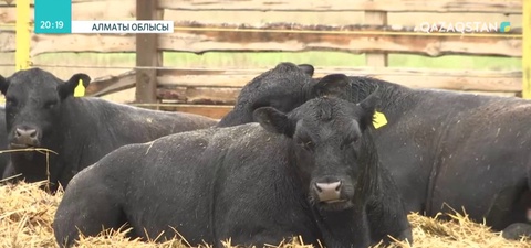 Алакөл ауданындағы мал шаруашылығы кешені өнімдерін экспортқа шығармақшы