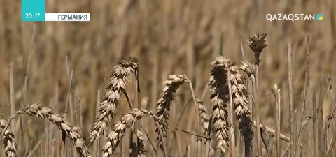 Германияда фермерлер үкіметтен көмек сұрады