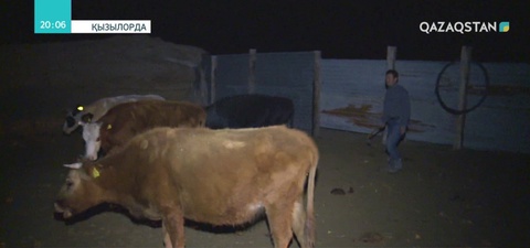 Қызылорда қаласындағы Досан ауылында мал ұрлығы тыйылар емес