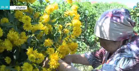 Атыраулық 70 жастағы әжей экзотикалық бақ өсірді