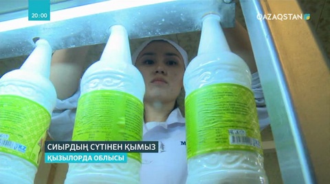 Сиырдың сүтінен қымыз дайындалады