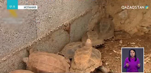 Испан полициясы Еуропадағы ең ірі заңсыз тасбақа фермасын жапты