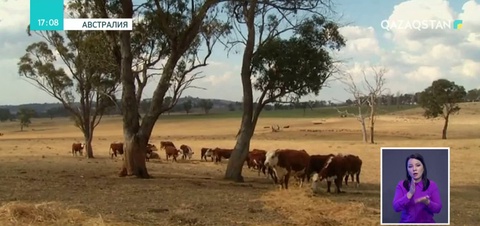 Австралияда қуаңшылықтан мал қырылып жатыр