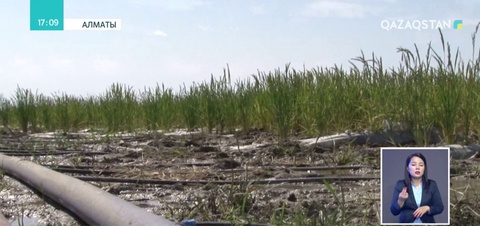 Күріш алқабын тамшылатып суғару өнімді 2 есеге арттырды