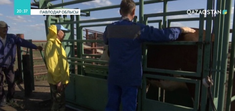 Ет экспортының қарқыны төмен