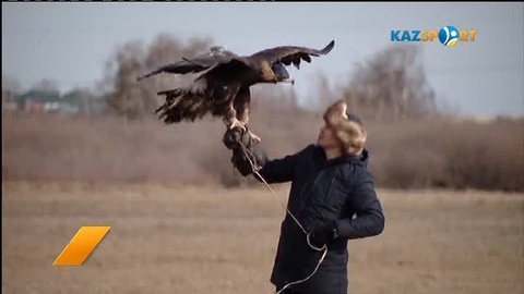 «Kazsport»: Бүркітшілер бәсекесі мәресіне жетті (ВИДЕО)