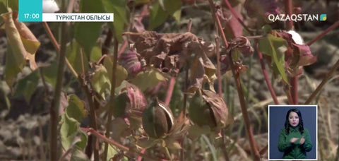 Шардара ауданында ағын судың жоқтығынан мақталық алқап мерзімінен бұрын қурап барады