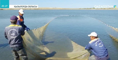 Кіші Арал теңізіне және Қамбаш көліне 15 миллион шабақ жіберілді