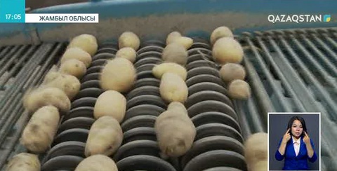 Жамбылдық диқандар картоп жинау маусымын бастады