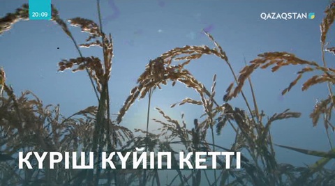 Қызылордада су тапшылығына байланысты күріштің шығымы аз болуы мүмкін