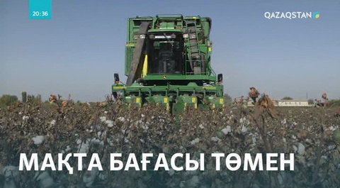 Түркістан облысында мақта бағасы диқанды дағдартып қойды
