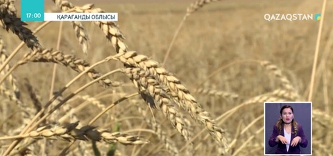 Егіс алқаптарына бақылау күшейді