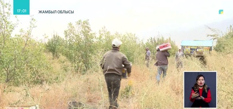 Жамбылдық бағбандар өсірген алмаларын өткізе алмай қиналуда