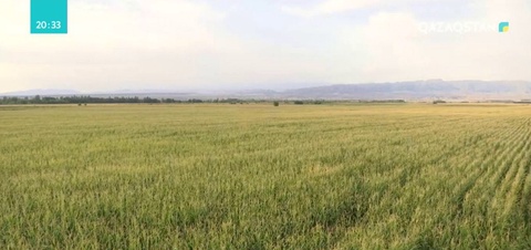 Алматы облысында жүгері жинау науқаны қарқын алды