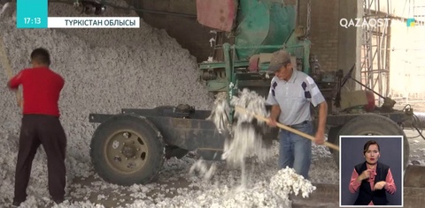 Түркістан облысында мақта бағасы қымбаттады