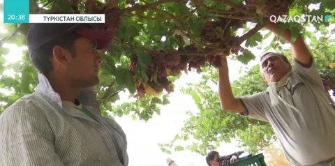 Түркістан облысында диқандар рекордтық көлемде өнім жинады