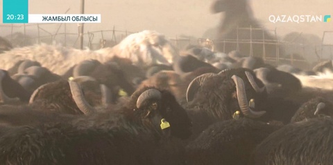 Жамбылдық шаруалар Қаракөл қойын өсіруді қайта қолға алды